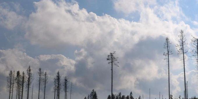 Tote Nadelbäume stehen auf einer gerodeten Fläche. Die Trockenheit der Jahre 2019 und 2020 und der Borkenkäfer hatte einen grossen Teil der Fichten im Harz absterben lassen. Nun werden die Totholzflächen gerodet und das Holz abtransportiert. Foto: Klaus-Dietmar Gabbert/dpa-Zentralbild/ZB Tote Nadelbäume stehen auf einer gerodeten Fläche. Die Trockenheit der Jahre 2019 und 2020 und der Borkenkäfer hatte einen grossen Teil der Fichten im Harz absterben lassen. Nun werden die Totholzflächen gerodet und das Holz abtransportiert. Foto: Klaus-Dietmar Gabbert/dpa-Zentralbild/ZB