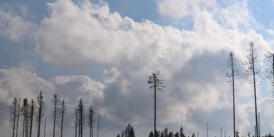 Tote Nadelbäume stehen auf einer gerodeten Fläche. Die Trockenheit der Jahre 2019 und 2020 und der Borkenkäfer hatte einen grossen Teil der Fichten im Harz absterben lassen. Nun werden die Totholzflächen gerodet und das Holz abtransportiert. Foto: Klaus-Dietmar Gabbert/dpa-Zentralbild/ZB