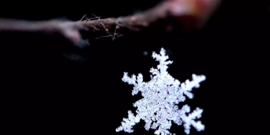 Ein Schneekristall hat sich in einer Spinnwebe an einem Ast verfangen. Foto: Ralf Hirschberger/dpa-Zenmtralbild/dpa