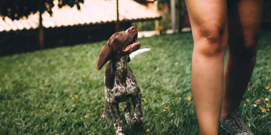 Hund und Besitzerin