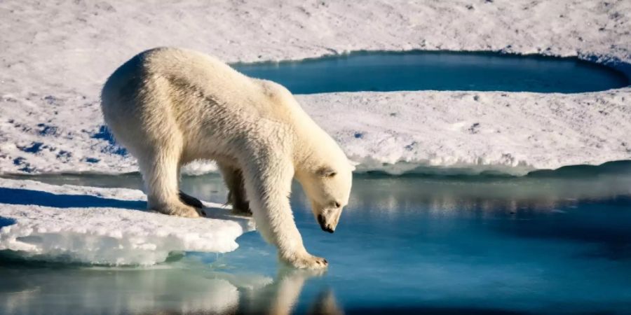 Eisbär in seinem bedrohten Lebensraum