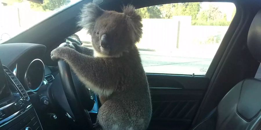 Koala steuert Auto