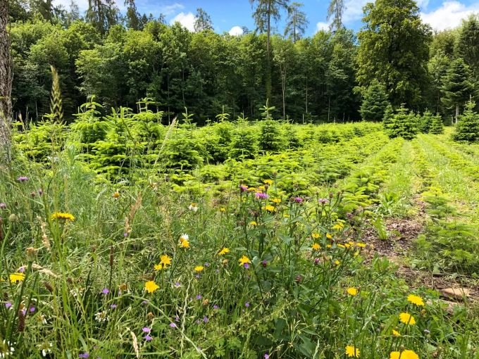 Natur pur: Mit dem Anbau leistet Familie Kieser auch einen Beitrag zur Biodiversität. Kieserbaum Lenzburg