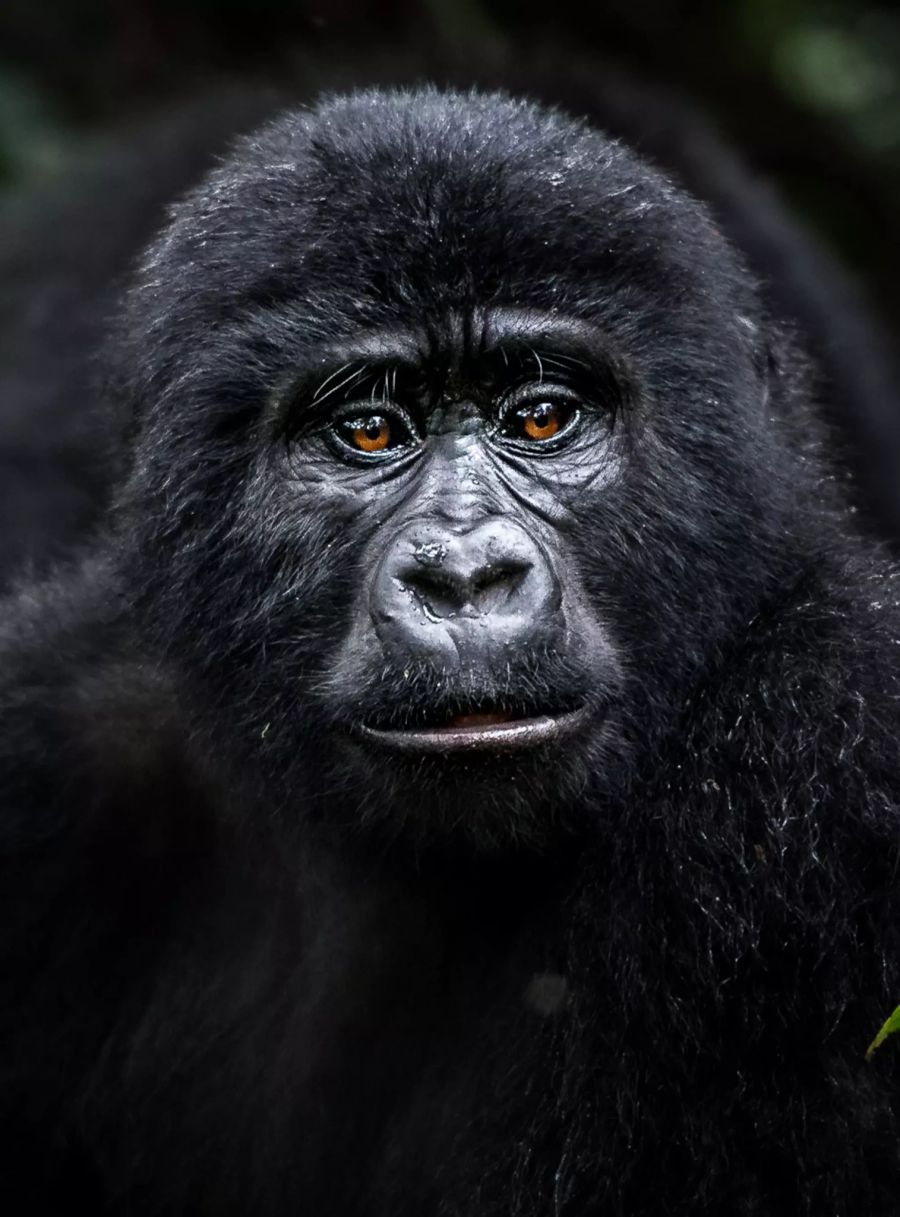 Gorilla