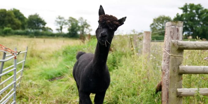 Das Alpaka «Geronimo» steht auf einer Weide der Shepherds Close Farm. geronimo