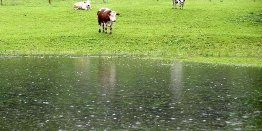 Drei Kühe stehen auf ihrer zum grossen Teil überfluteten Wiese im Berchtesgadener Land. «So dreht ein Weiderind gern trotz vorhandenen Unterstands sein Hinterteil gegen die Hauptwindrichtung und trotzt so Sturm, Regen oder eventuellem Hagel». Foto: Peter Kneffel/dpa