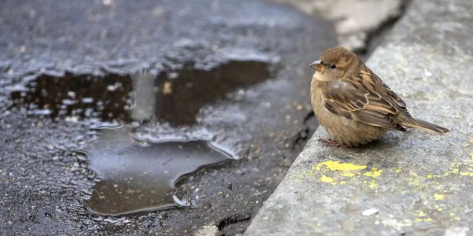 Das extreme Wetter der vergangenen Wochen wirkte sich auch auf die Tierwelt aus. (Archivbild) Wetter