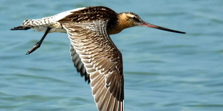 Eine Pfuhlschnepfe im Flug. Die scheue Pfuhlschnepfe - ein 40 Zentimeter grosser Vogel mit flacher Brust, braun-weiss quergestreiftem Schwanz und einem langen Schnabel - ist ein echter Marathon-Flieger. Foto: Hans-Wilhelm Grömping/Naturschule/dpa