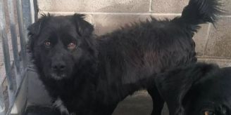 Tierheim Strubeli - Schmusebacke Nerino sucht neues Zuhause