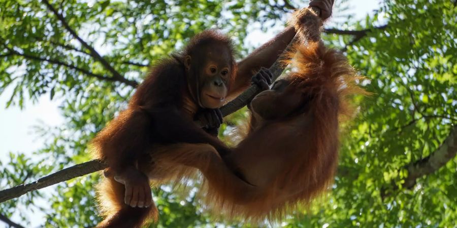 Orang Utans