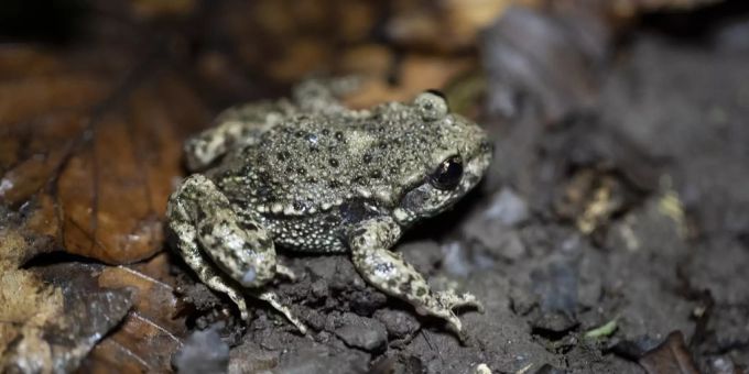 Eine Geburtshelferkröte auf dem Waldboden.