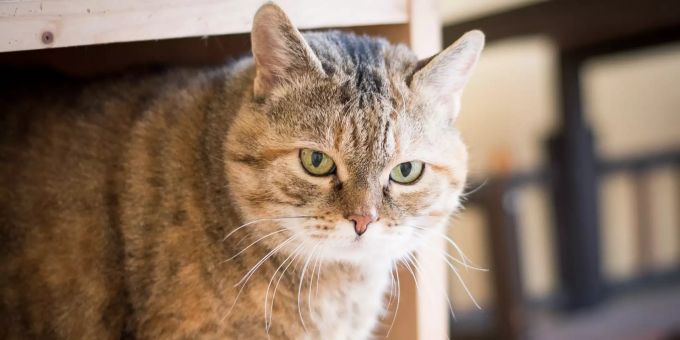 Enya unser Sonnenschein wartet noch auf ihr für immer Zuhause. Tiervermittlung Tierheim Burg Enya