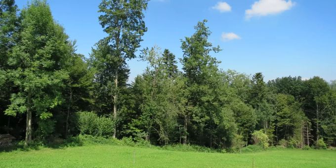 Artenreiche, gestufte Waldränder mit Biotopbäumen und Sträuchern sind wertvolle Lebensräume und vernetzen den geschlossenen Wald mit dem Offenland. Waldränder