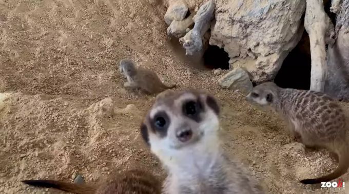 Ein Erdmännchen hält seinen Kopf in die Kamera. erdmännchen zoo zürich