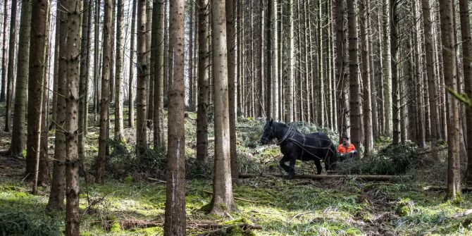 pferd winterthur