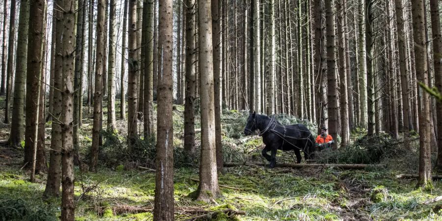 pferd winterthur