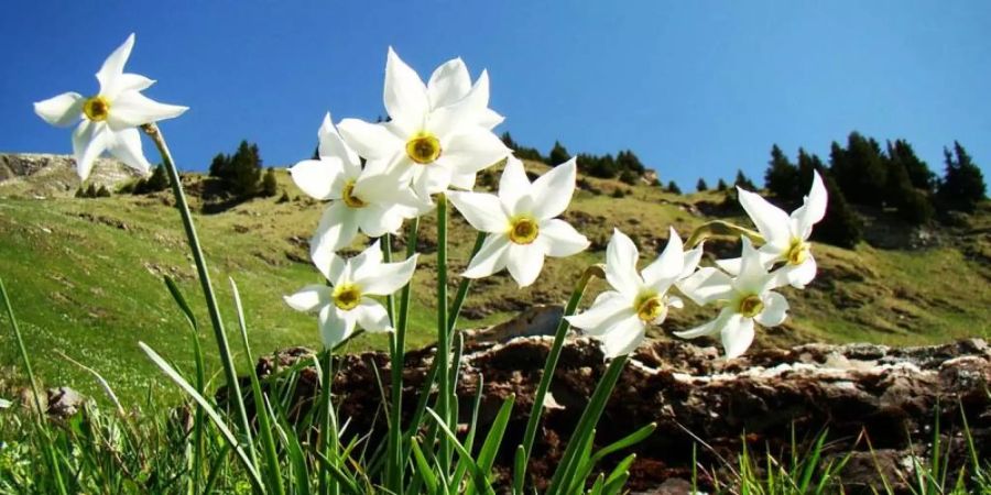 Narzissen im Prättigau