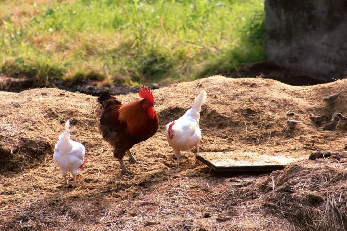 Die Land-Romantik spricht viele Schweizer an, besonders in Zeiten des Coronavirus. Coronavirus Huhn Land