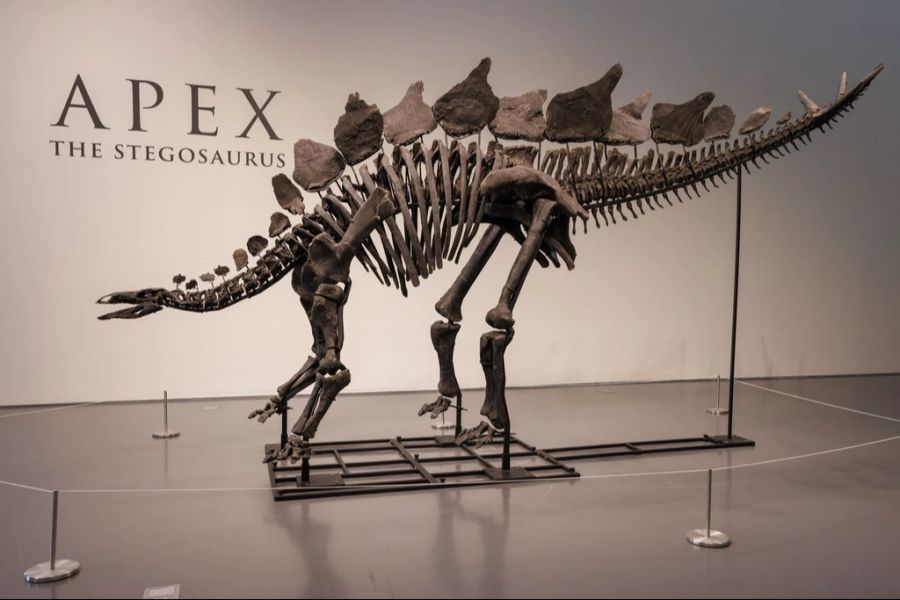 Stegosaurus-Skelett