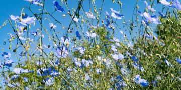 Blauer Lein blüht über blauem Himmel