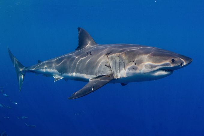 Durch Zahnanalysen nahmen Forscher bisher an, dass der Megalodon Ähnlichkeit zum Weissen Hai hatte. (Archivbild) Weisser Hai