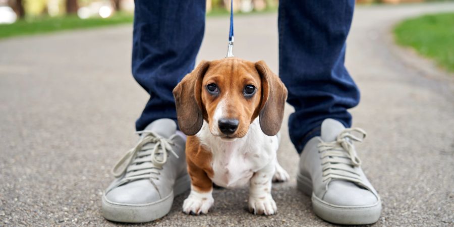 Hund zwischen den Beinen eines Mannes