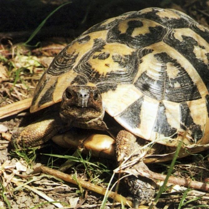 griechische Landschildkröte