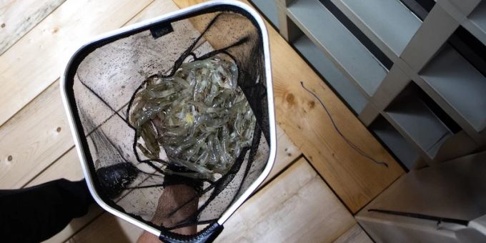 Das Startup Lucky Shrimp steht für nachhaltige Shrimps aus der Schweiz. Startup Lucky Shrimp
