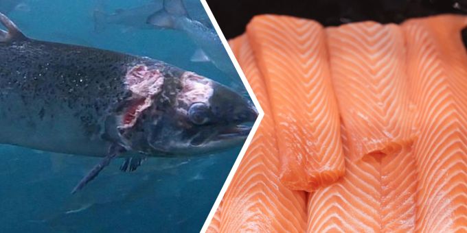 Labels - Qualzucht-Kritik: Migros & Coop halten an Norwegen-Lachs fest