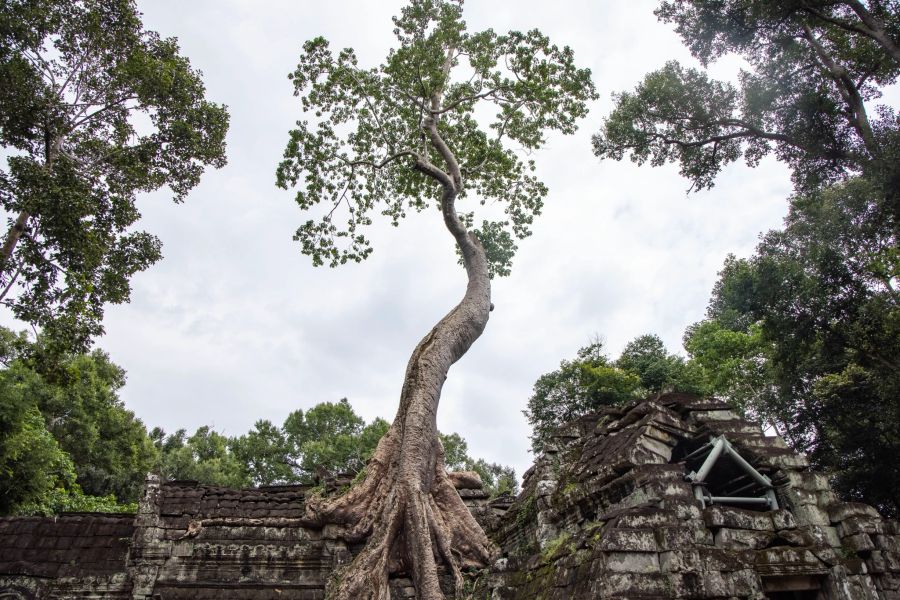 Angkor Wat Tempel