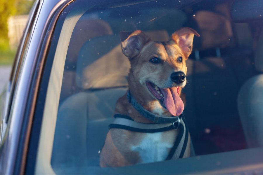 Hund im Auto