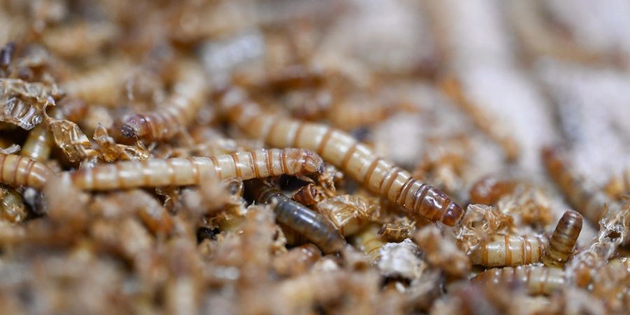 Mit UV-Licht behandeltes Mehlwurmpulver darf in der EU in Lebensmittel zugesetzt werden. (Archivbild)