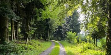 Waldstrasse