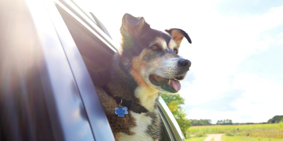 Hund im Auto