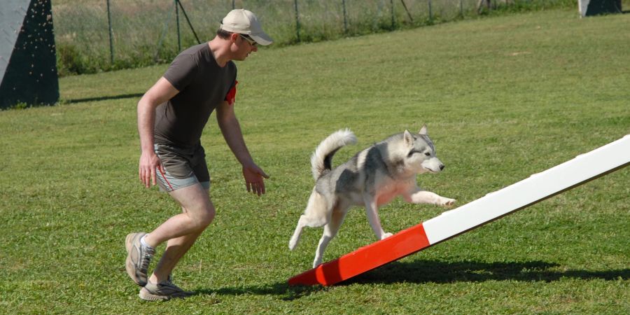 Mann und Hund beim Agility