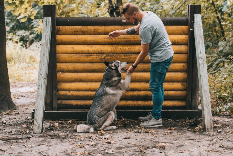 Hundeschulen