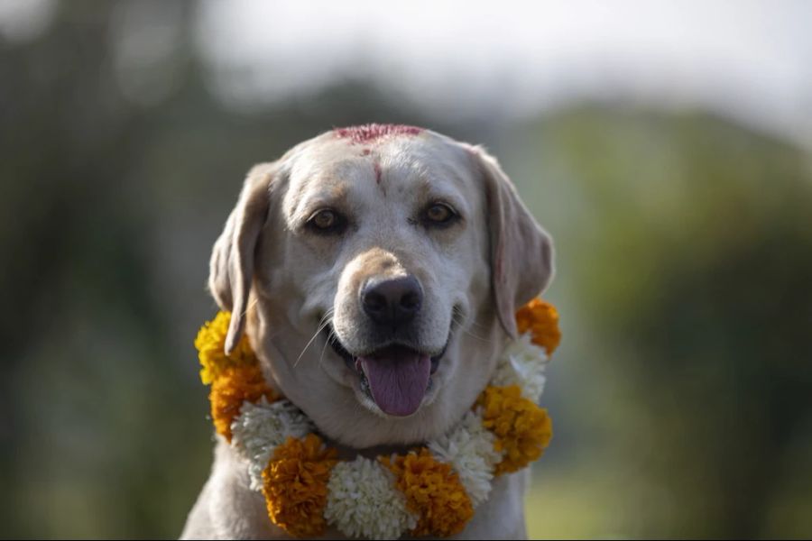 Die Hunde werden mit Blumen und Farbe geschmückt.