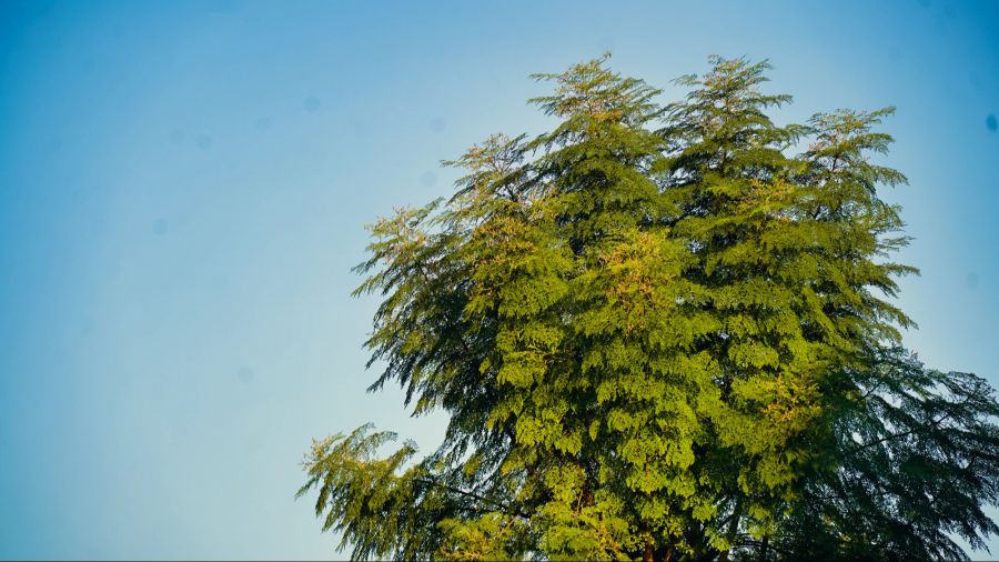 Moringa-Baum