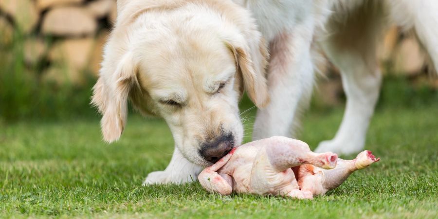 Hund frisst rohes Huhn