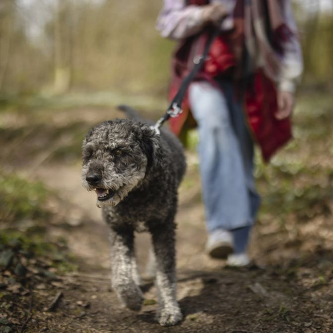 Hund Steuern Solothurn