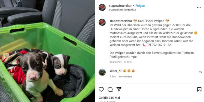 Unbekannte setzen drei Hundewelpen im Wald aus. Hundewelpen