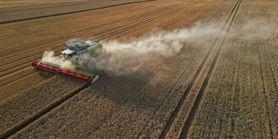 Eine Prognose für die Ernte 2024 in Deutschland will der Verband beim Ernteauftakt am 1. Juli vorstellen.