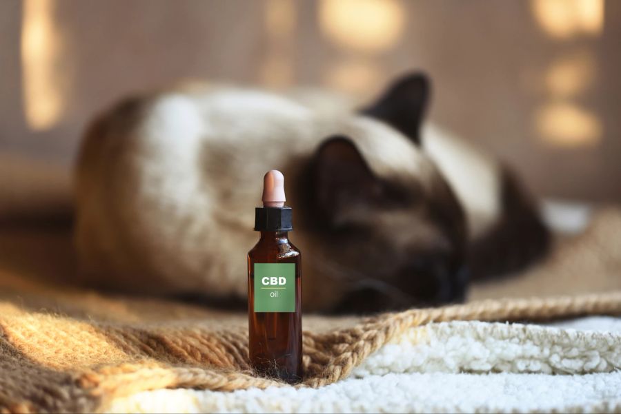 CBD für Tiere kann unter anderem bei Stress und Ängsten helfen.