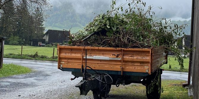 Hänger mit Pflanzen