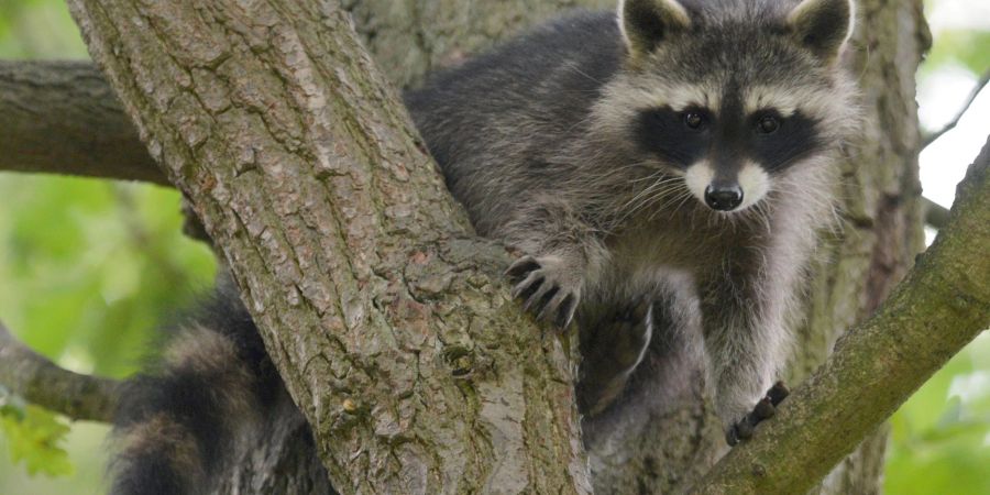 Ein Waschbär-Junges sitzt im Wildtierpark Edersee in einem Baum.