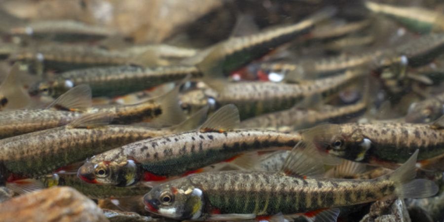 Der Kleinfisch Elritze ist in der Schweiz weit verbreitet und kommt in manchen Bergseen sogar massenhaft vor.