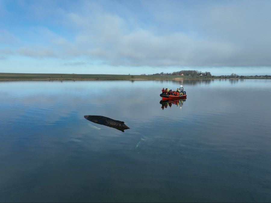 Das Umweltministerium von Mecklenburg-Vorpommern sieht nach Absprache mit Experten von weiteren Rettungsversuchen ab.