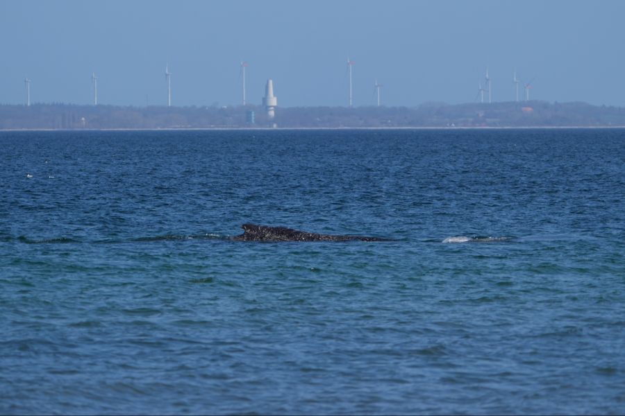 Bereits zwei Mal konnte er sich freischwimmen. Aktuell ist er aber wieder auf einer Sandbank hängengeblieben.
