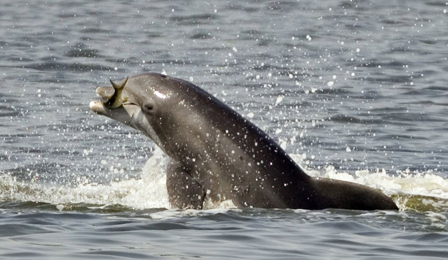 Was dabei vergessen geht: In der Ostsee gibt es noch andere Wale, nämlich die Schweinswale, die stark bedroht sind.