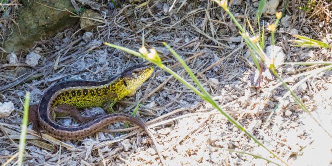 Eidechse Gras Schweiz